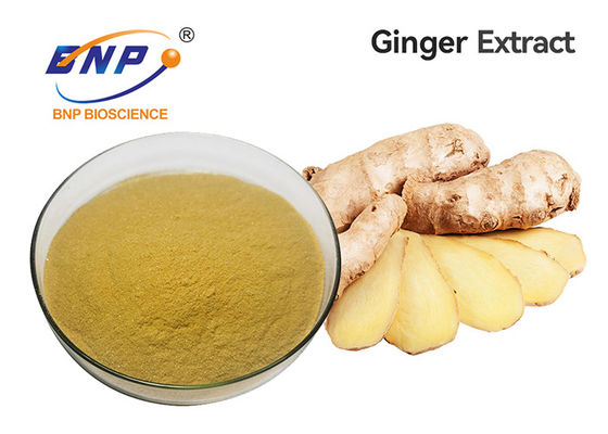 Commestibile di Ginger Root Extract Gingerol 5%-10%