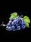 Proantocianidine di Vitis vinifera dell'estratto del seme dell'uva secca 95%