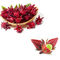 Polvere rossa di Roselle Extract Anthocyanins Brown