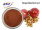 Supplementi nutrizionali liberi OMG del cemento Portland comune 95% dell'estratto del seme dell'uva
