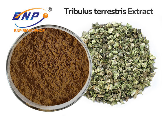 Polvere dell'estratto di Terrestris del Tribulus delle saponine del Tribulus di 95%