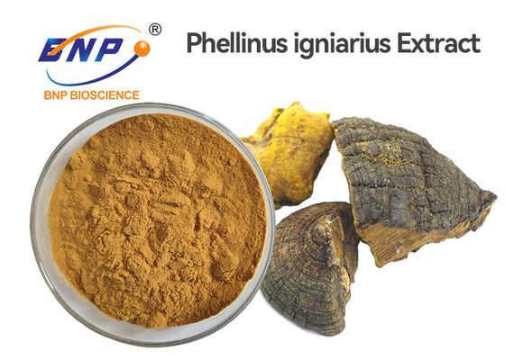 Estratto Sang Hwang Mushroom del polisaccaride 30% Phellinus Igniarius