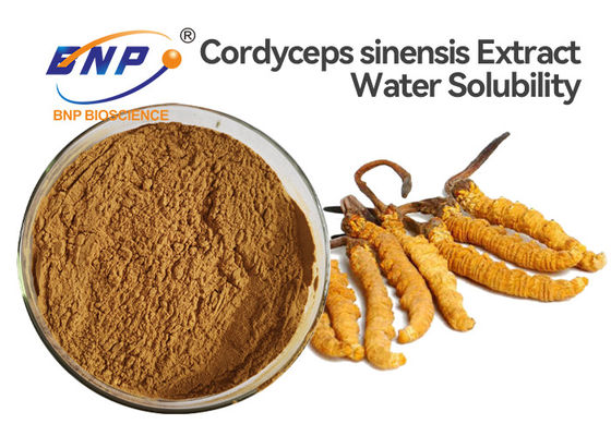 Fungo medicinale fermentato naturale della polvere dell'estratto del polisaccaride 10% Cordyceps Sinensis