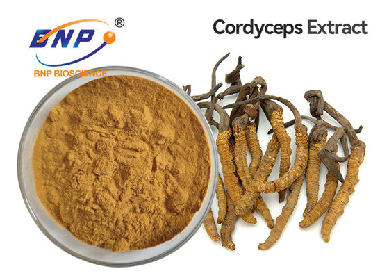 L'estratto giallo del fungo di Brown spolverizza il micelio di Cordyceps Sinensis